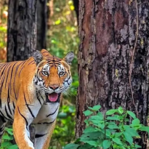 Premium Jungle Package